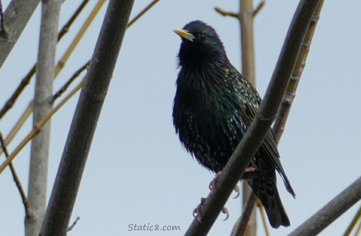 European Starling standing on a stick