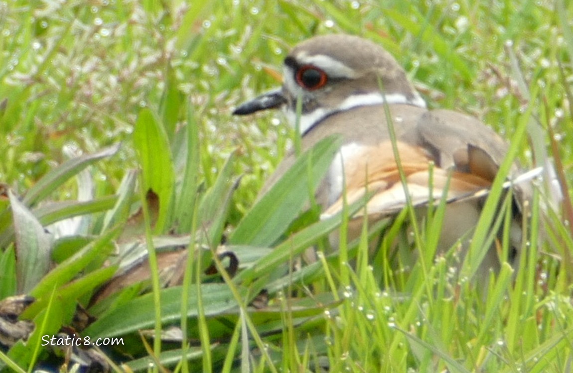 Killdeer sits in the grass