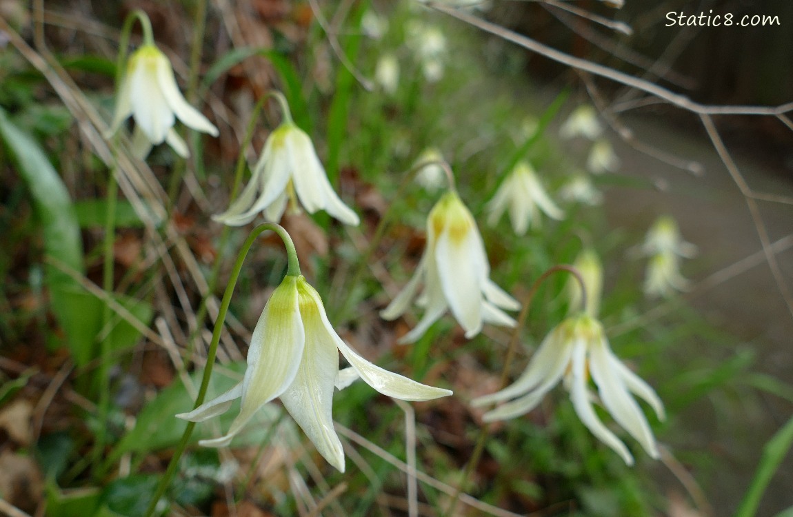 Fawn Lilies blooming