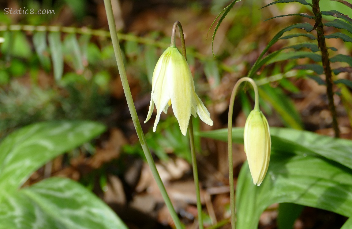 Fawn lilies blooming