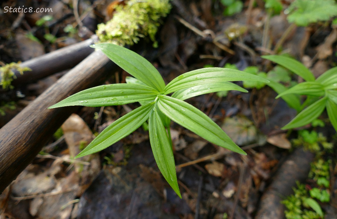 leaves of Starry False Solomons Seal plant on the forest floor