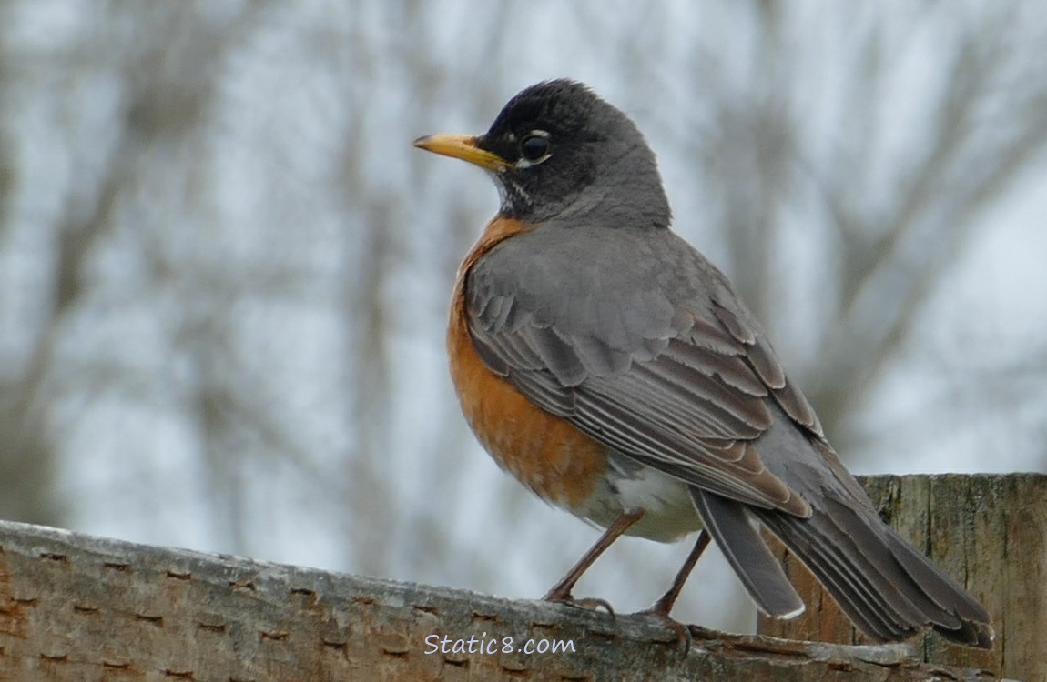 American Robin standing on a fence
