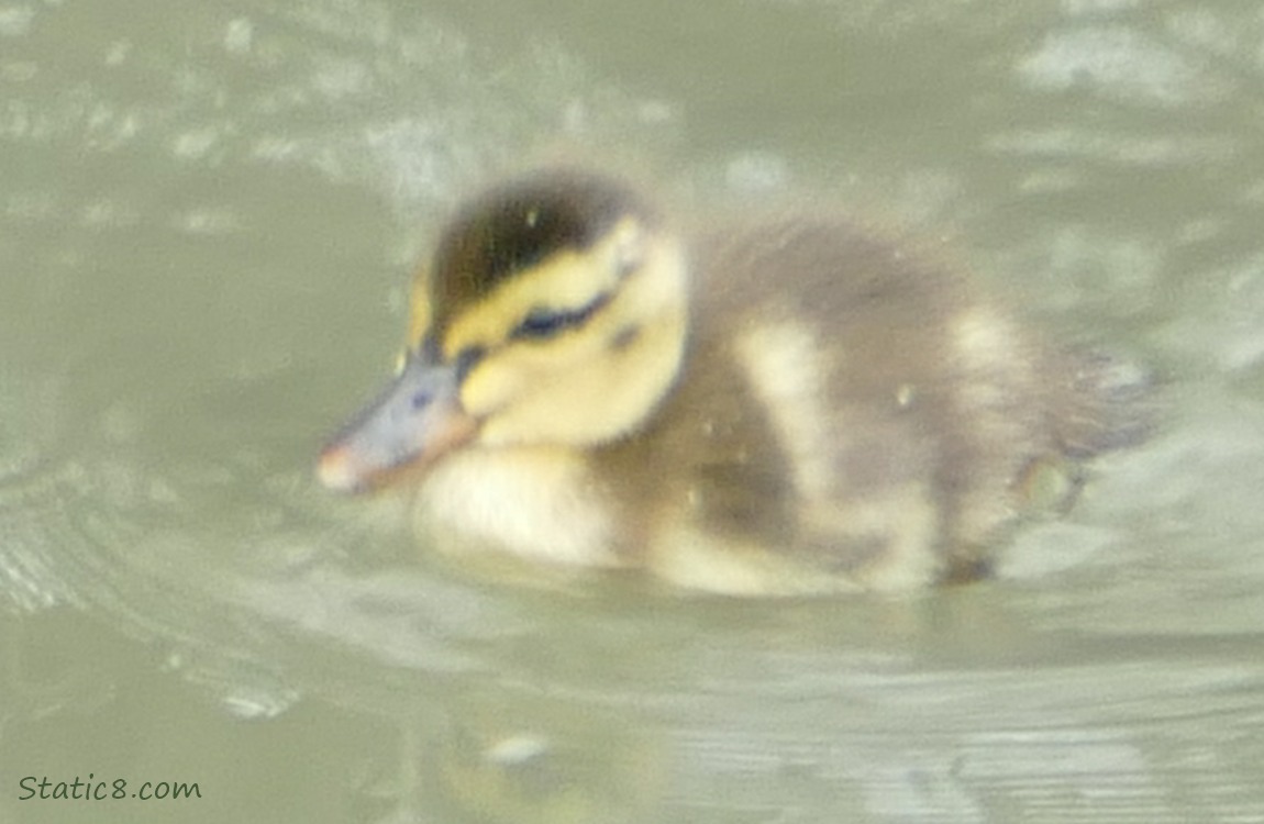 newborn duckling paddling on the water