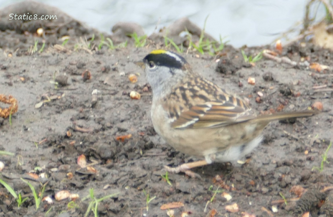 Golden Crown Sparrow standing on dirt