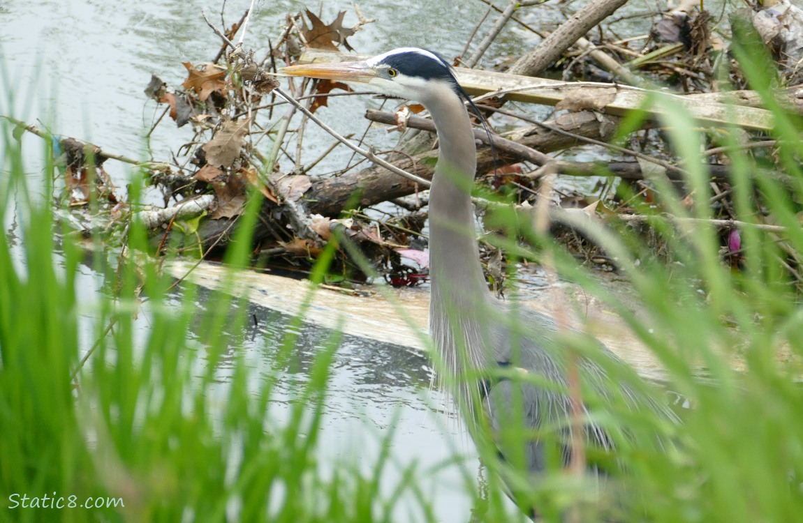 Great Blue Heron behind some grass