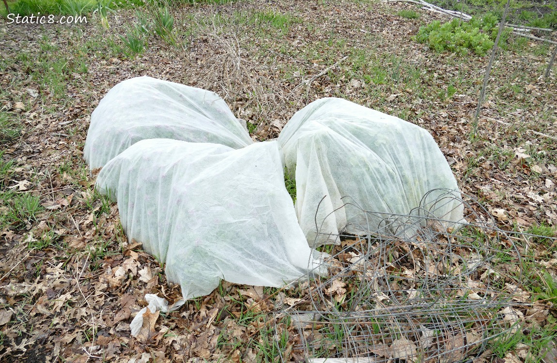Row covers over hidden plants