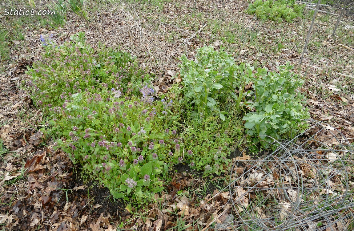 a patch of Dead Nettle with a few favas
