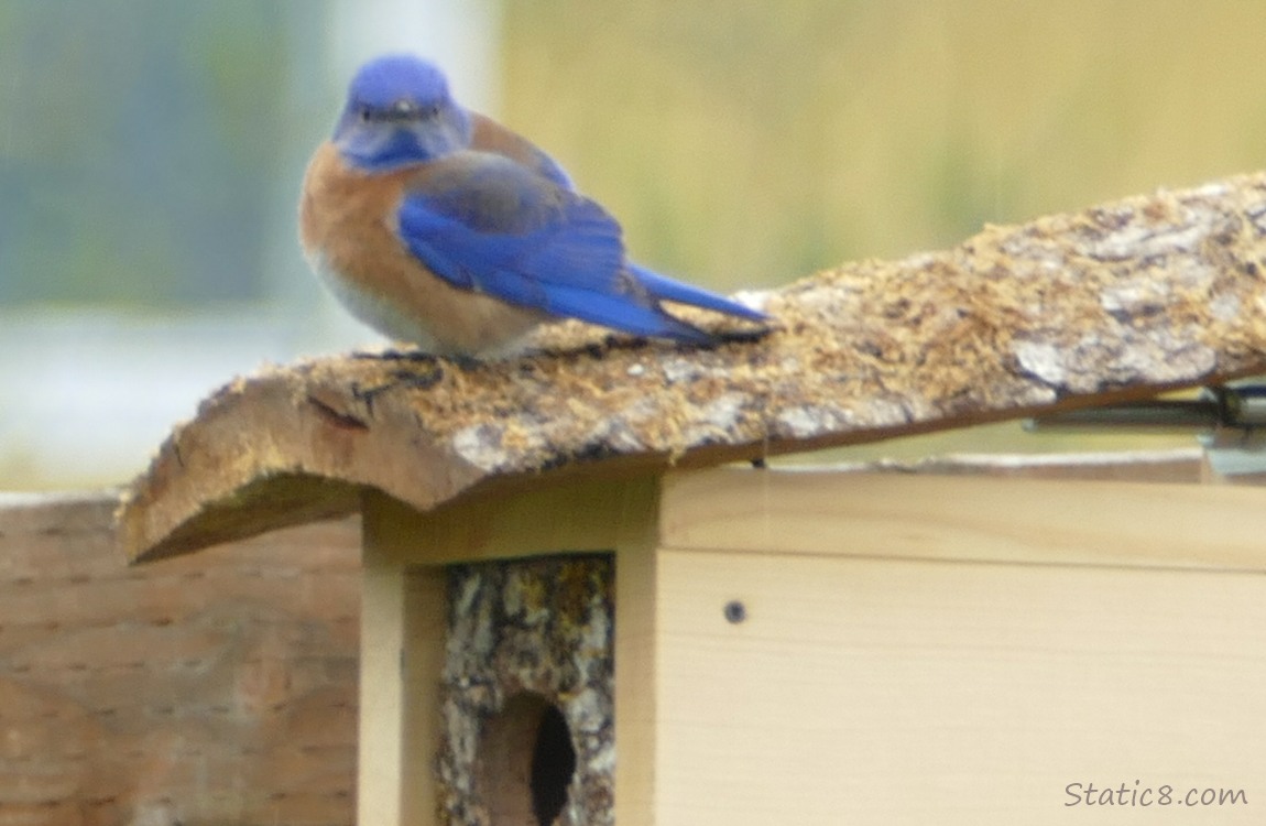 male Western Bluebird standing on a nesting box