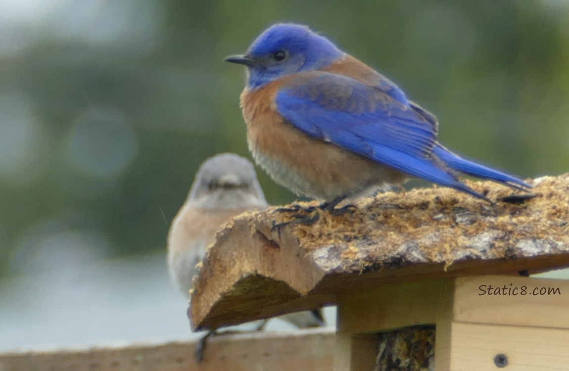 pair of Western Bluebirds standing on a nesting box and fence