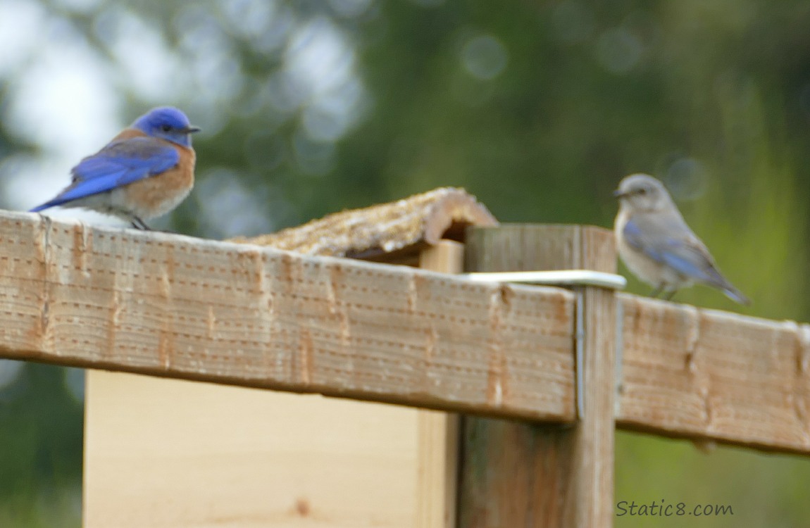 a pair of Western Bluebirds standing on a fence wih a nesting box