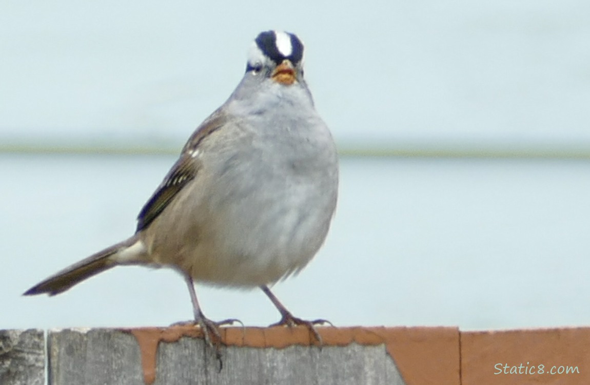 White Crown Sparrow