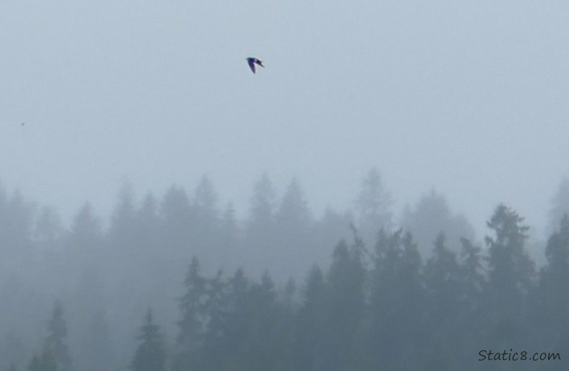 Swallow flying above foggy trees
