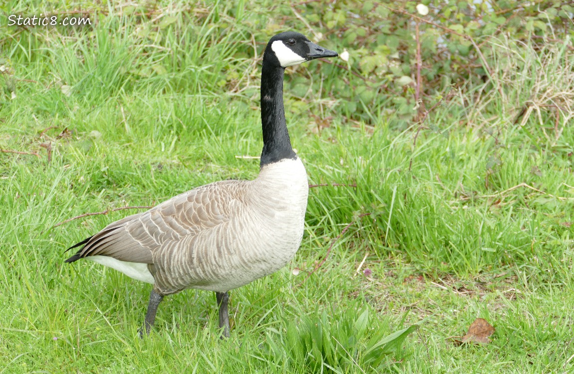 Canada Goose walking in the grass