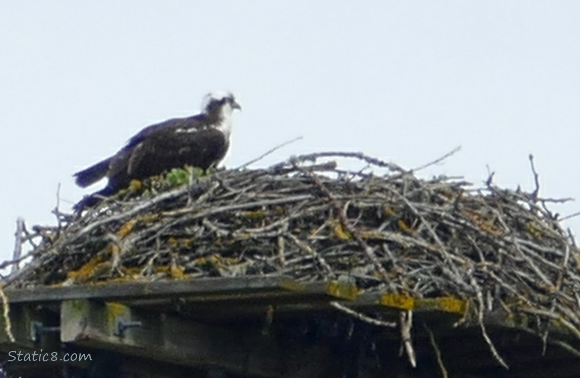 Osprey standing in a platform nest