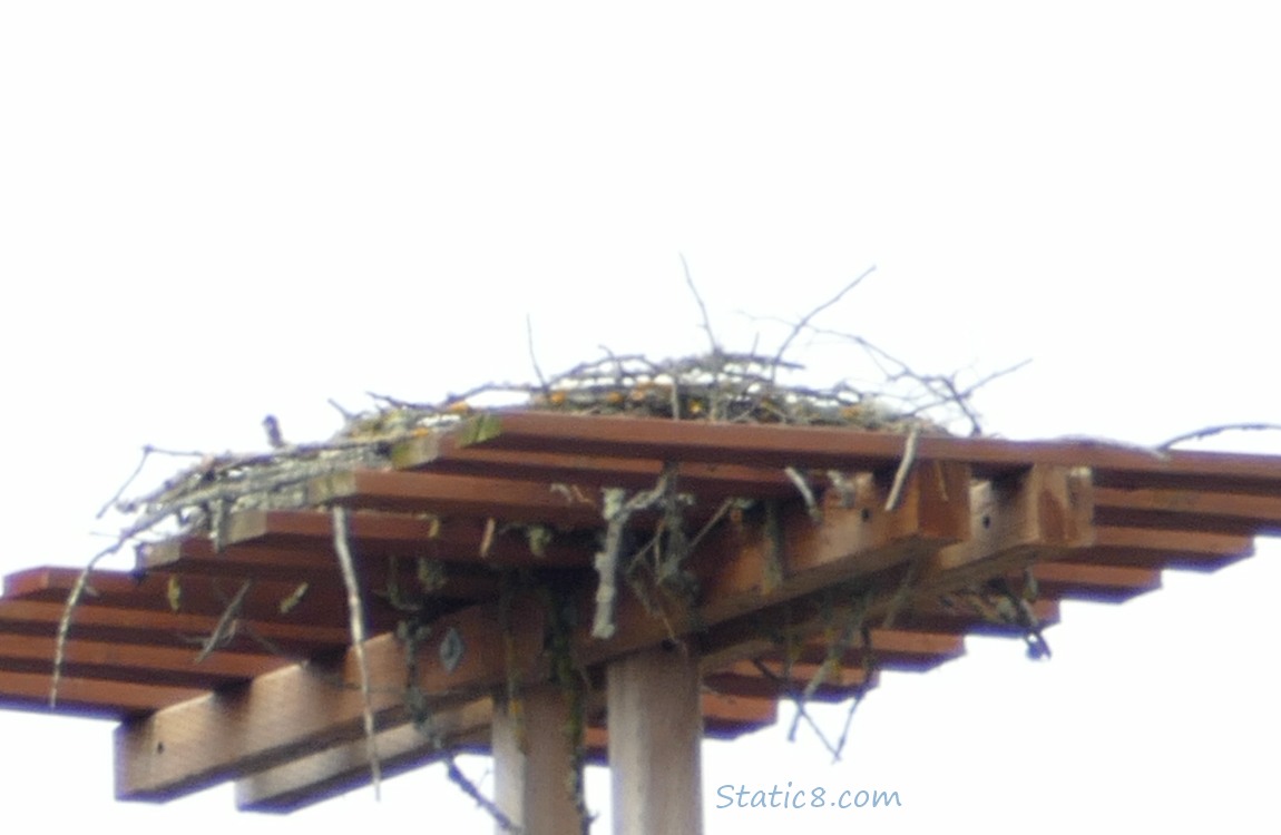 Osprey nest platform, no Ospreys