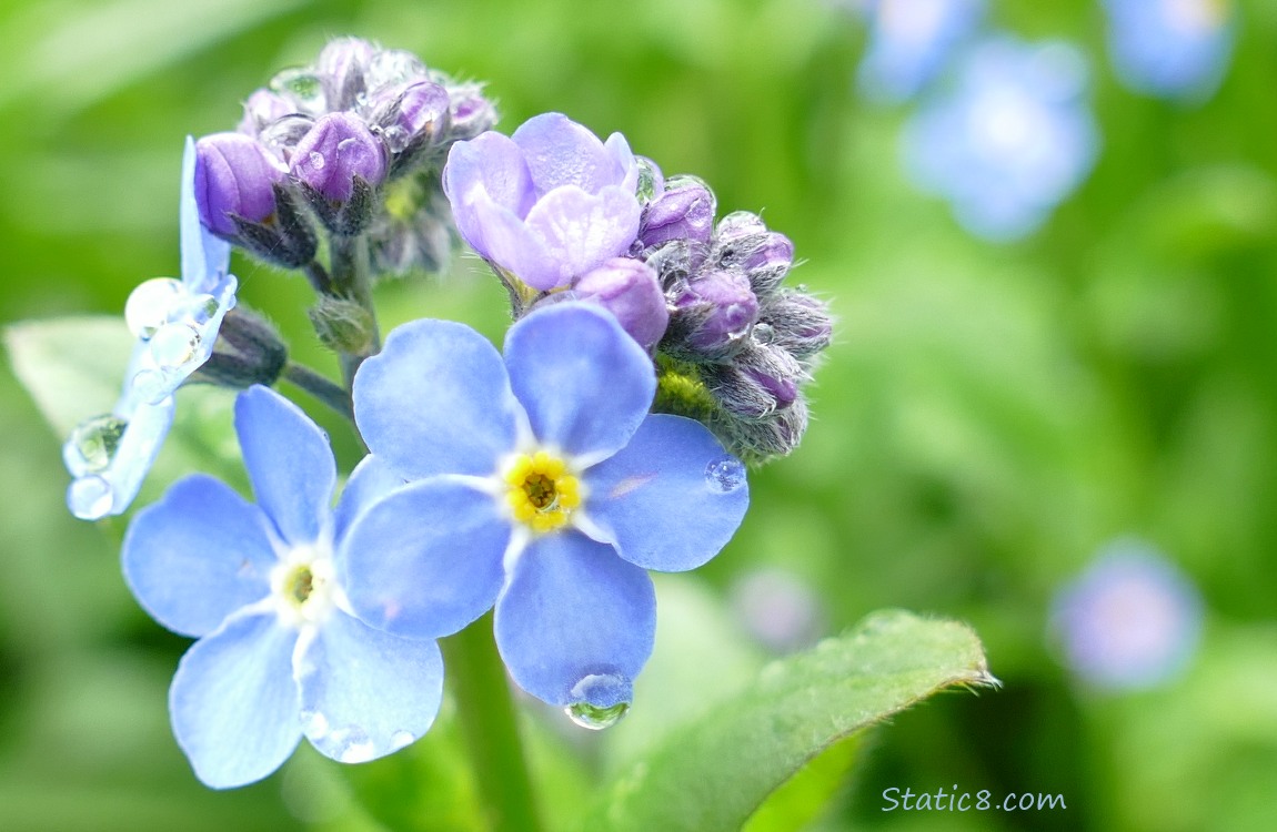 Forget Me Not blooms