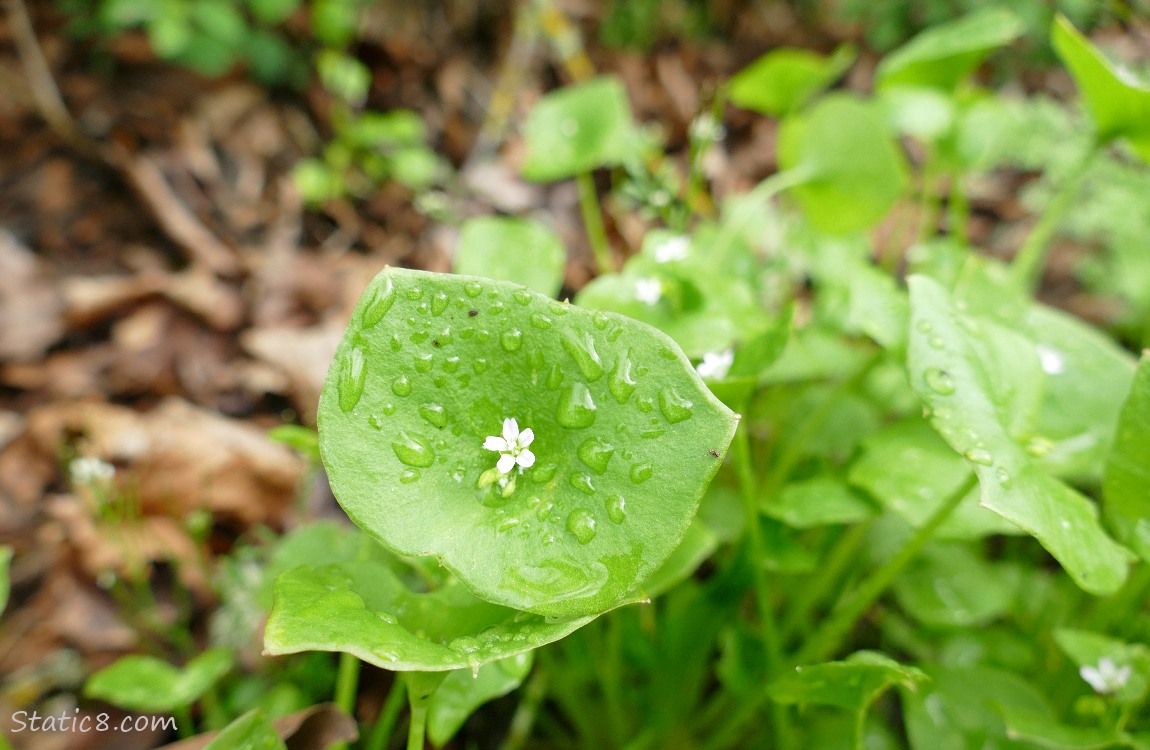 Miners Lettuce blooming on the forest floor