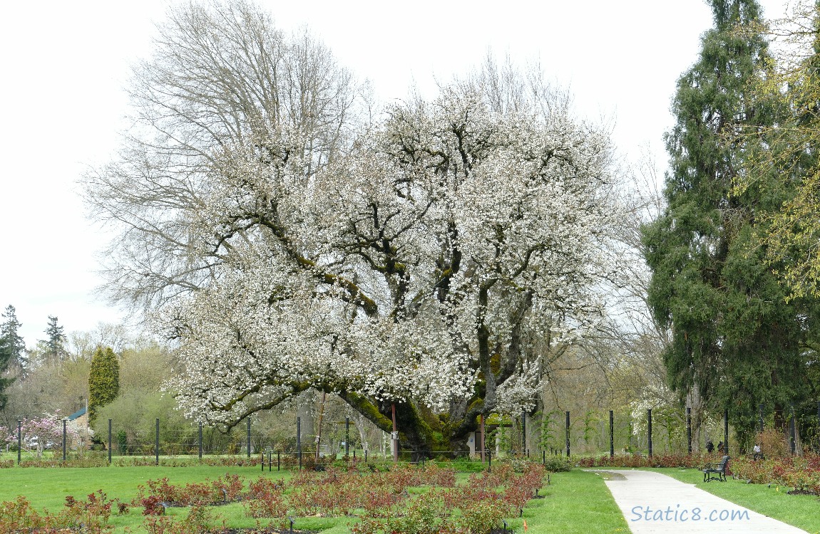 Cherry Tree blooming