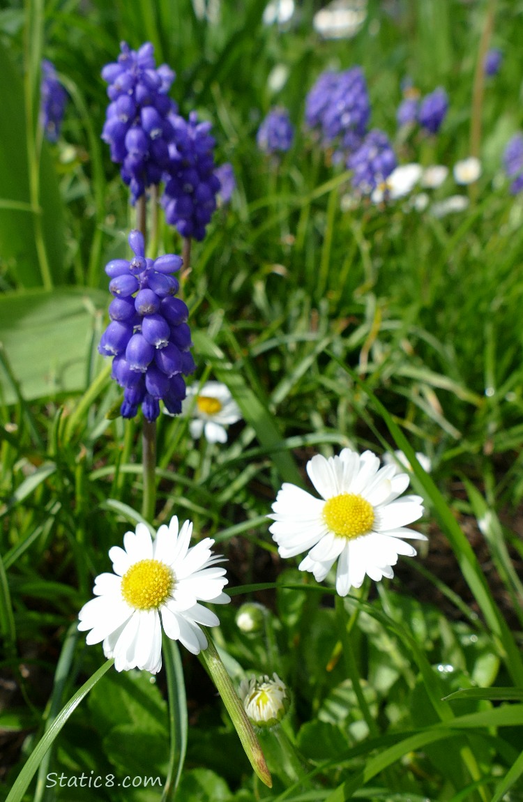 Lawn Daisies and Grape Hyacinths growing in the grass