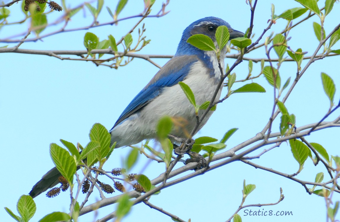 Western Scrub Jay standing on a twig, leaves obscuring their face