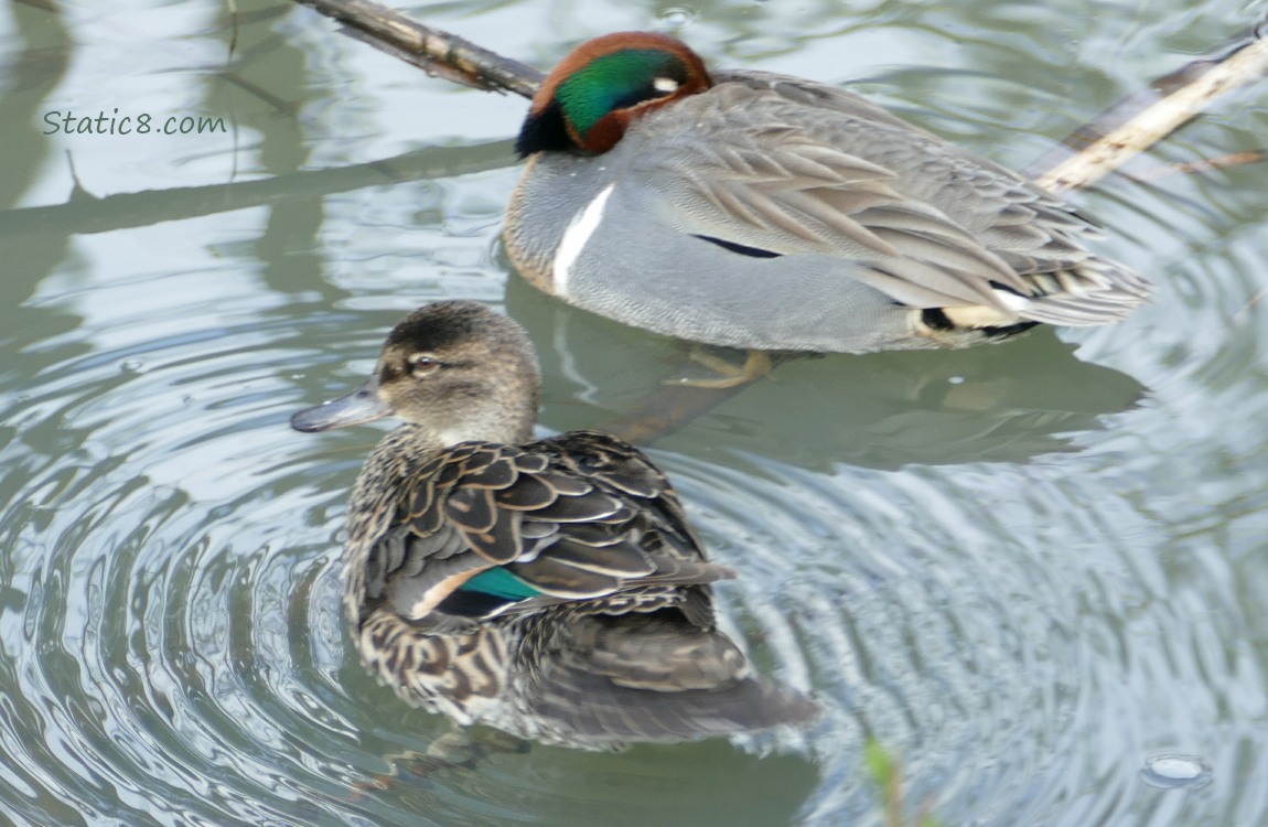 pair of Green Wing Teals, in the water