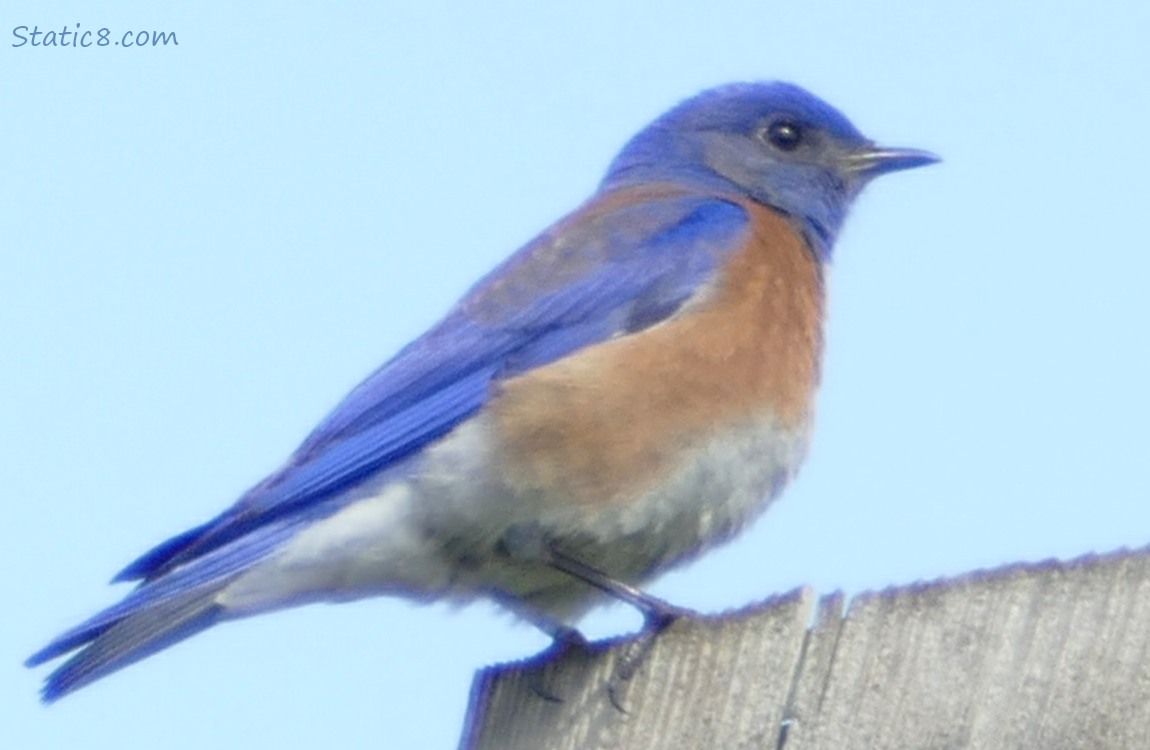 Western Bluebird standing on a nesting box