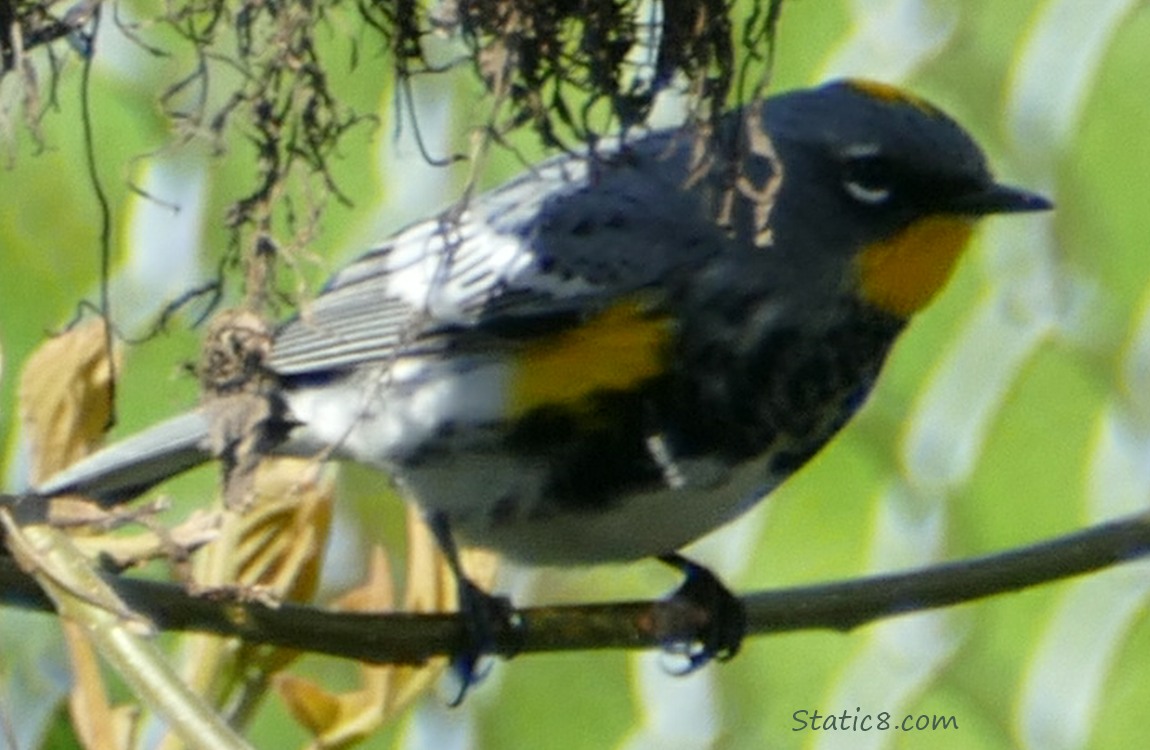 blurry Yellow Rump Warbler standing on a twig in the shade
