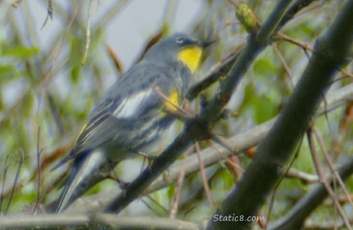 blurry Yellow Rump Warbler standing in a bush, looking up