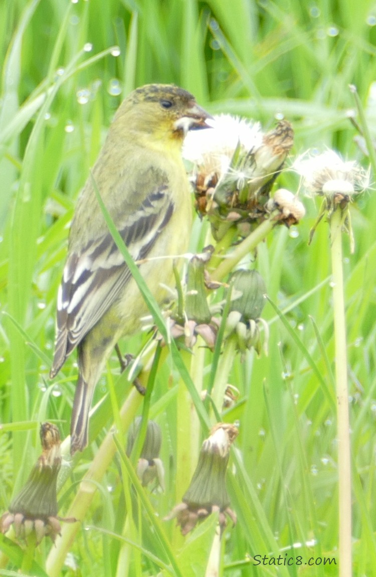 Lesser Goldfinch eating Dandelion seeds