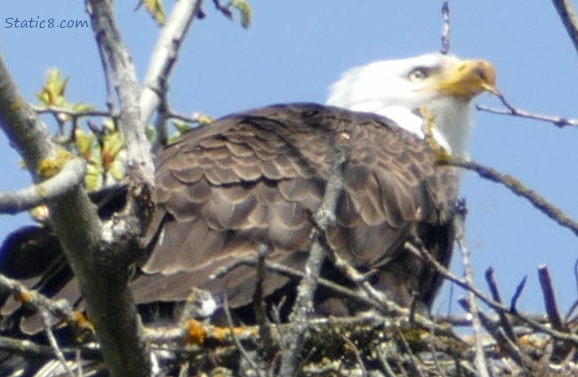 Bald Eagle standing in a nest