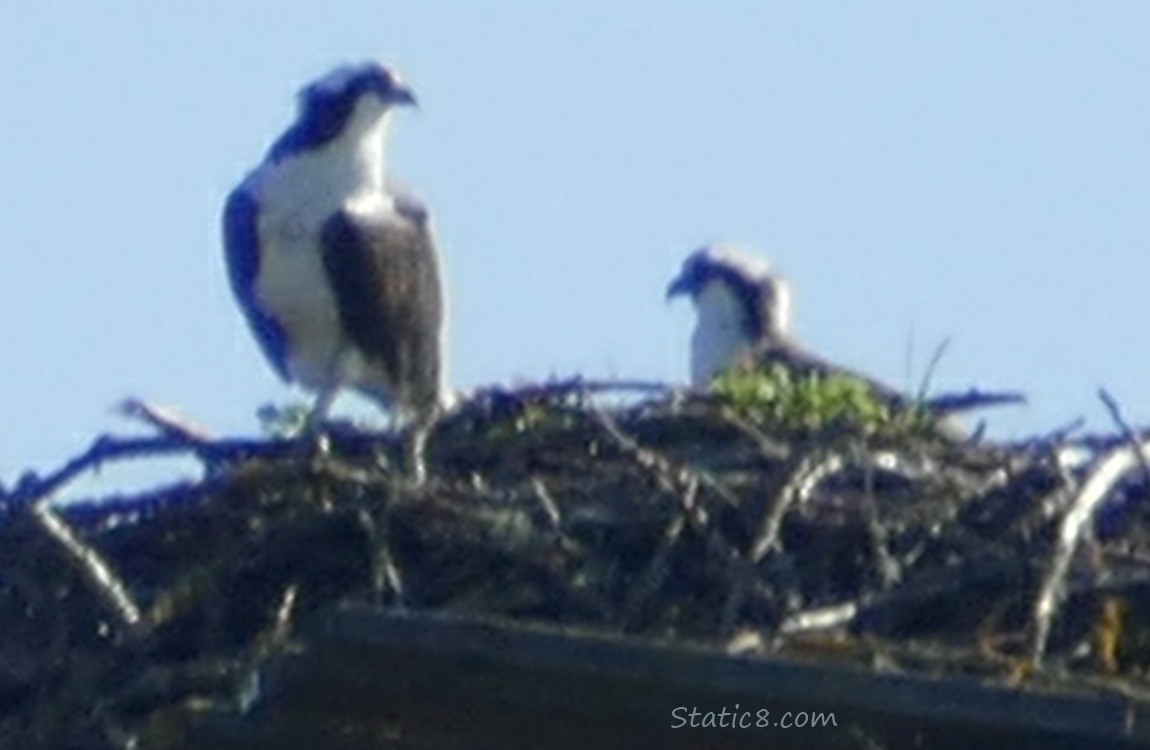 a pair of Ospreys standing in a platform nest