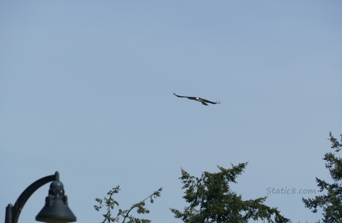 Osprey flying above trees