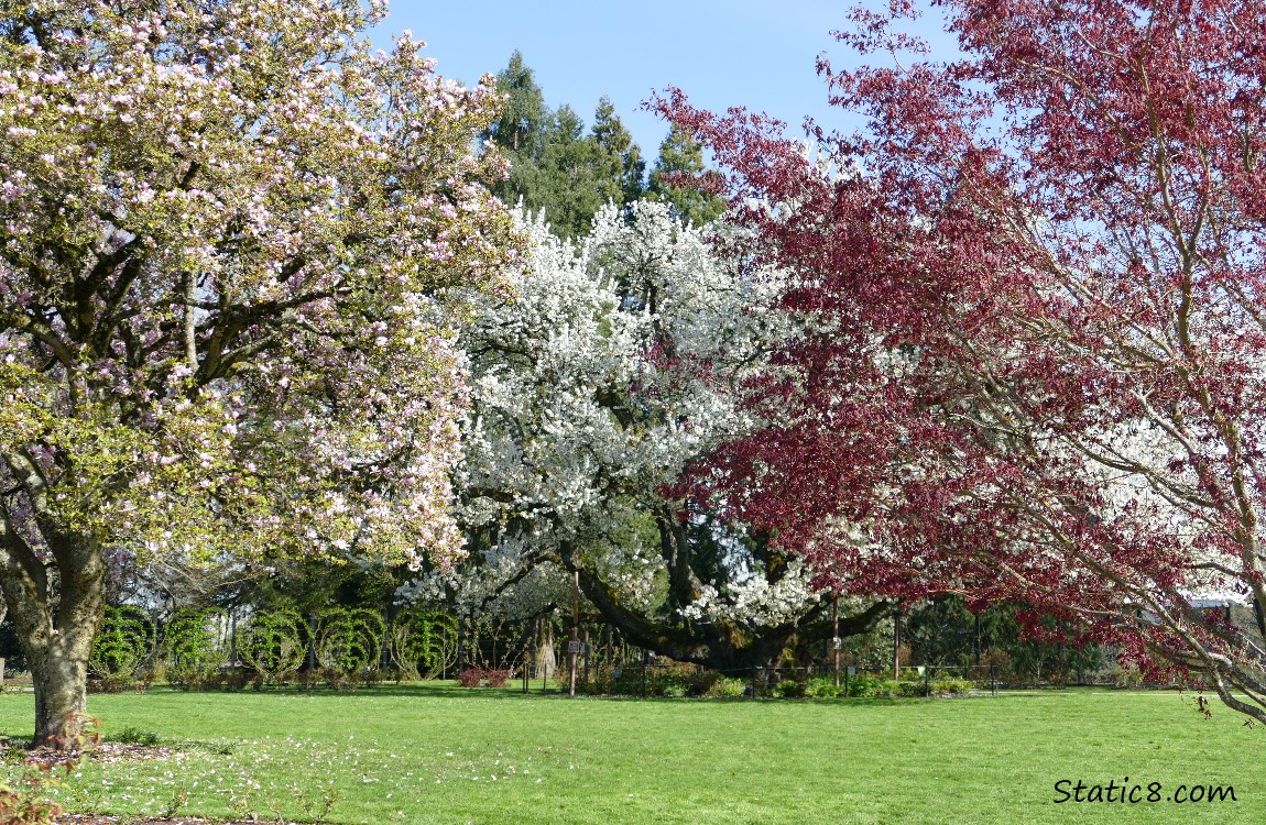 Trees blooming in different colours