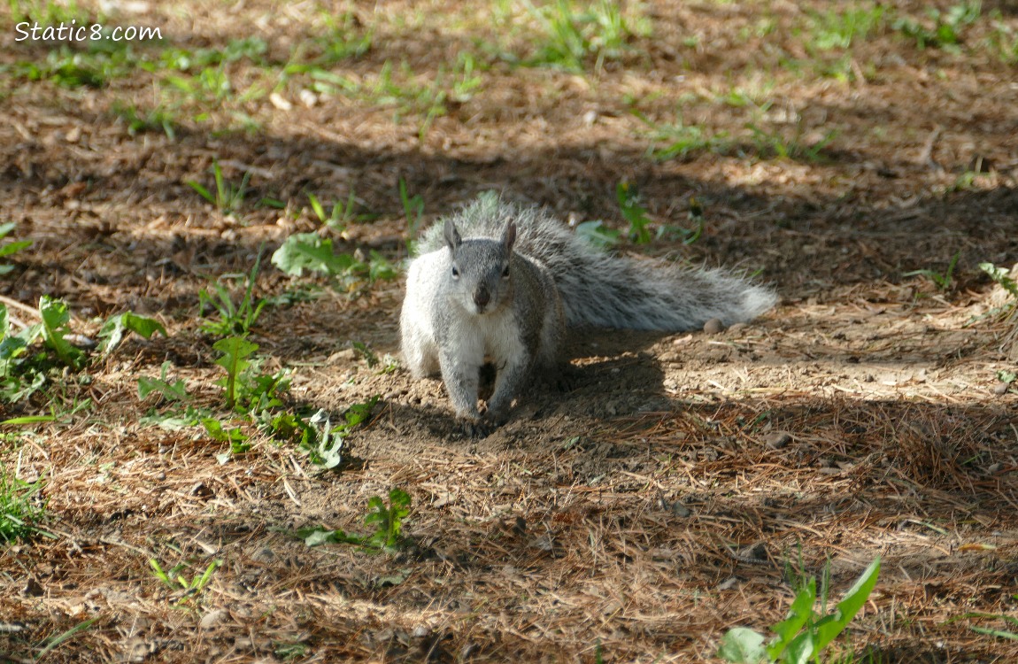 Western Grey Squirrel standing on the ground