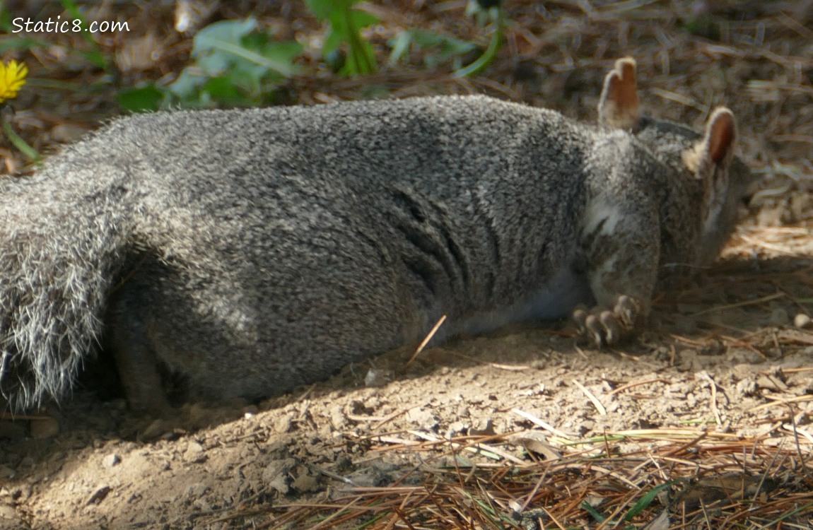 Western Grey Squirrel dragging belly in the dirt