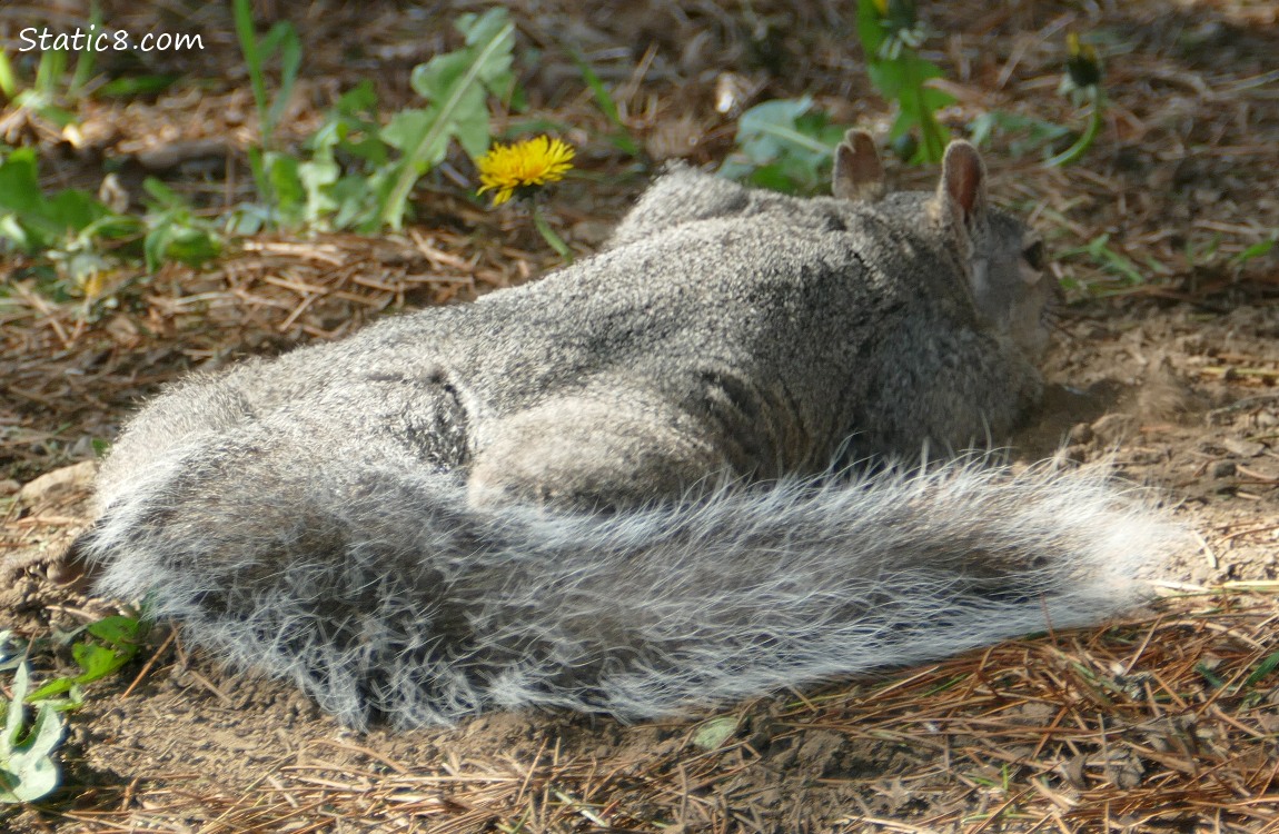 Western Grey Squirrel dragging belly in the dirt