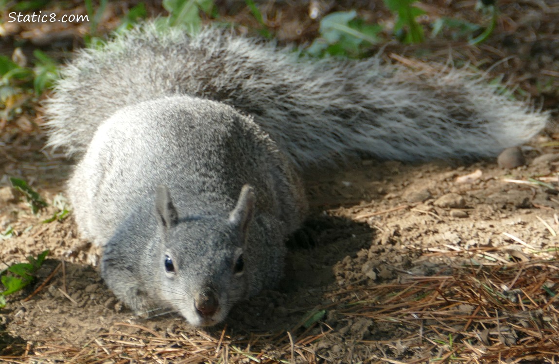 Western Grey Squirrel lying down