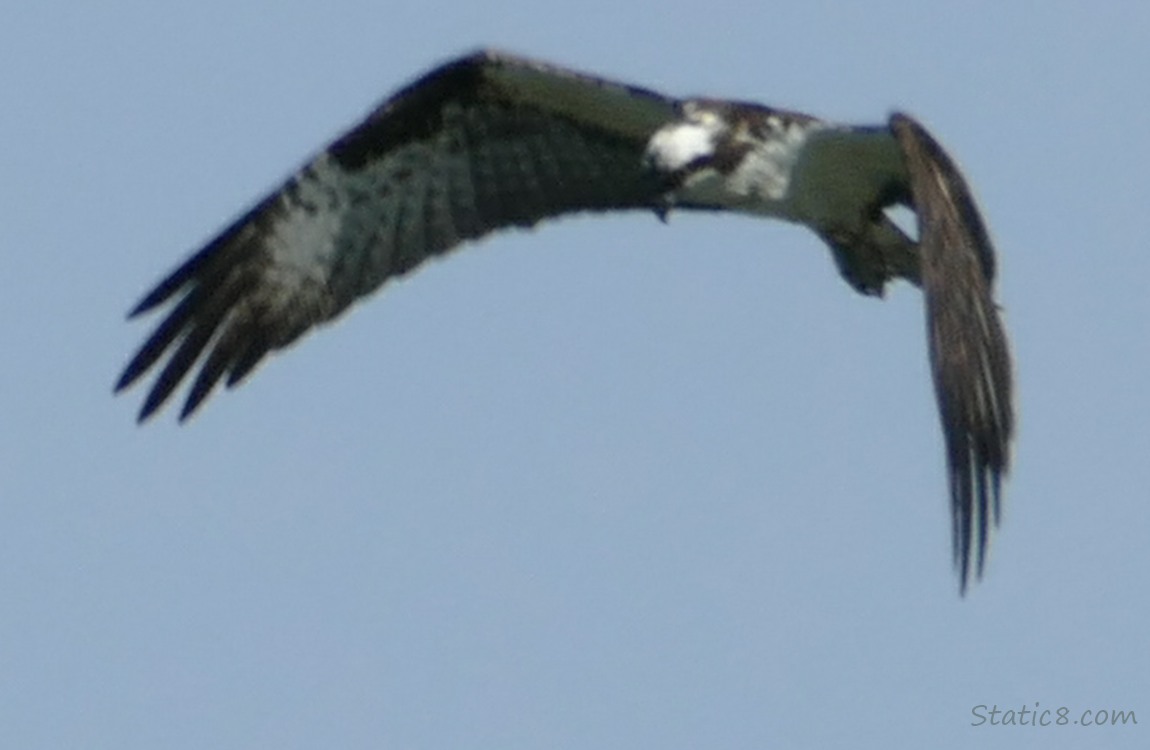 Osprey hovering in the sky, looking down to hunt