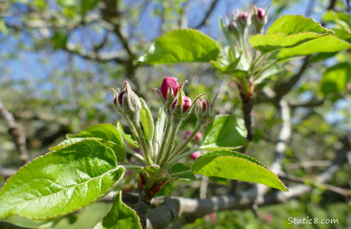 Apple Blossoms, just budding out