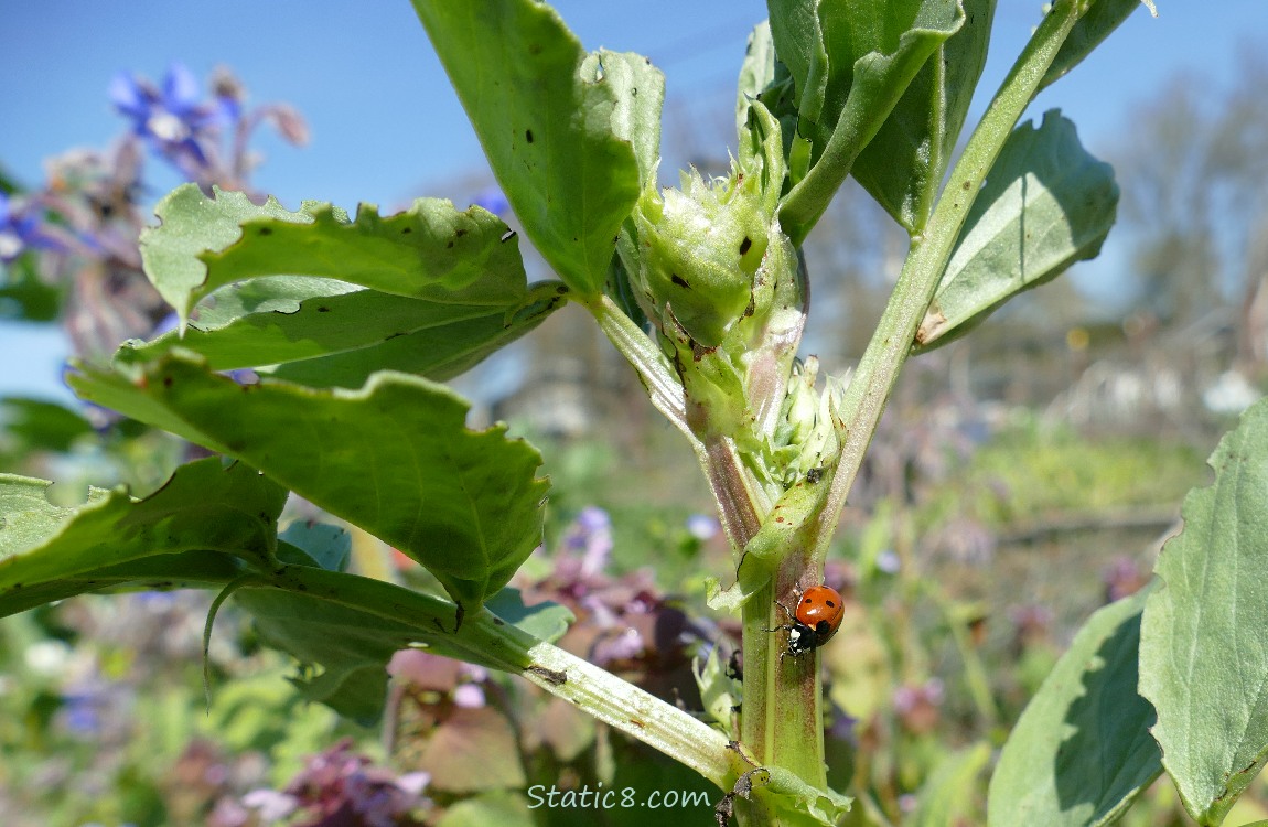Lady Bug walking on a fava plant, other plants in the background