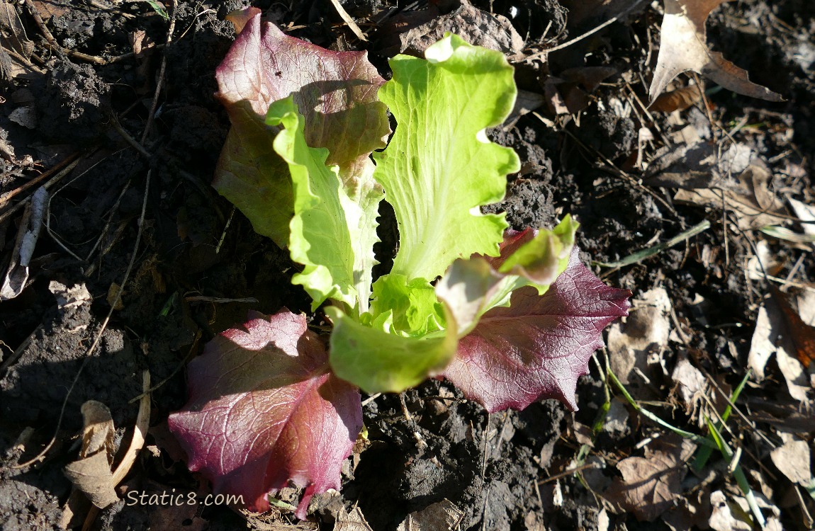 Small Lettuce plant in the ground