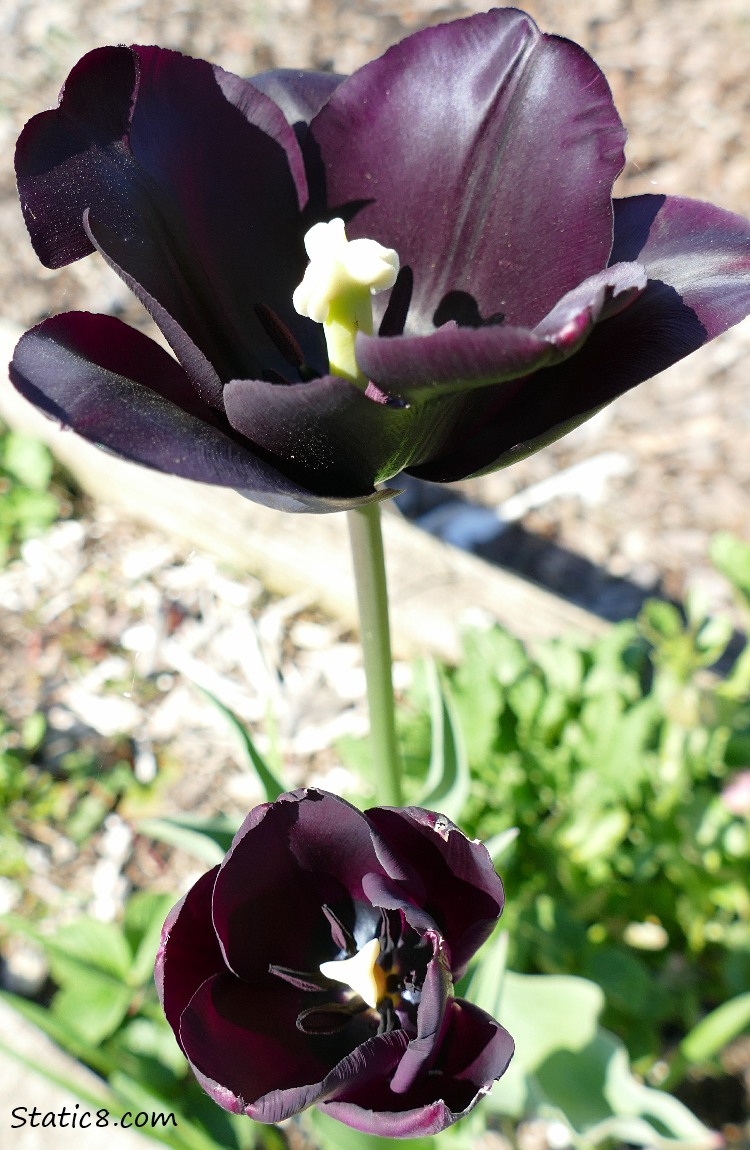 Very dark purple Tulips