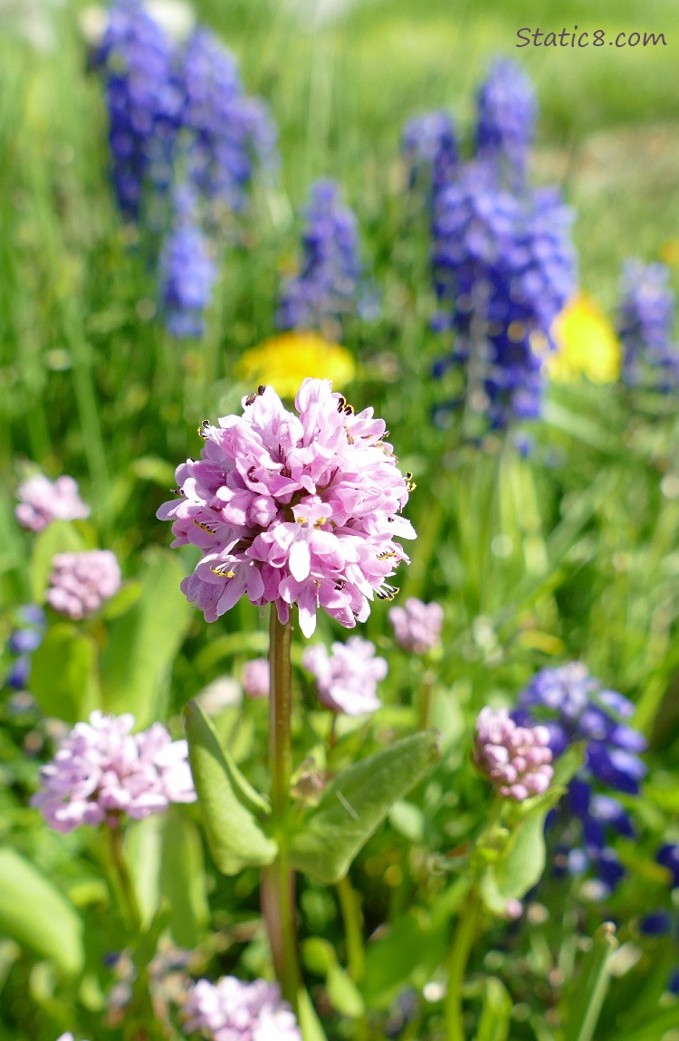 pink Clover blossoms with Dandelions and Grape Hyacinth