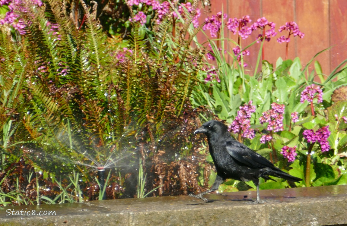 Crow walking on a short wall in front of a sprinkler and colourful plants