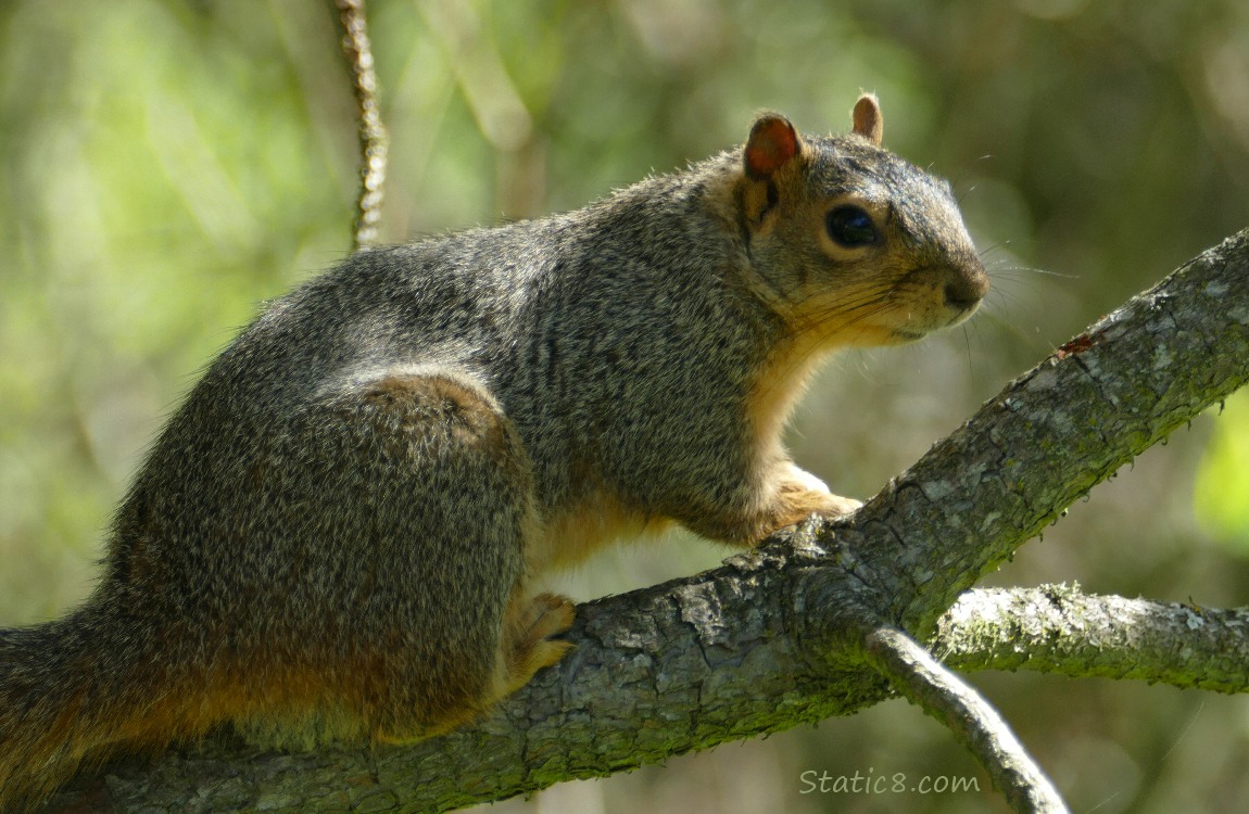 Eastern Fox Squirrel standing on a branch