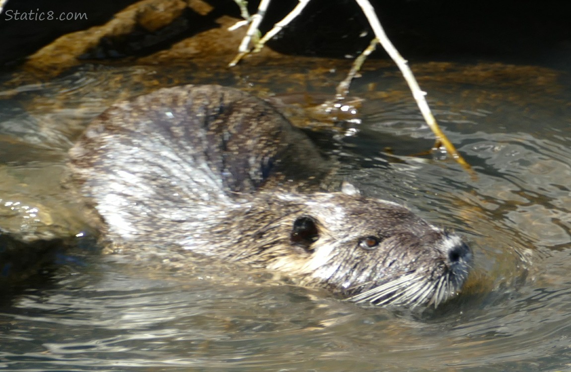 Nutria going into the water from some rocks