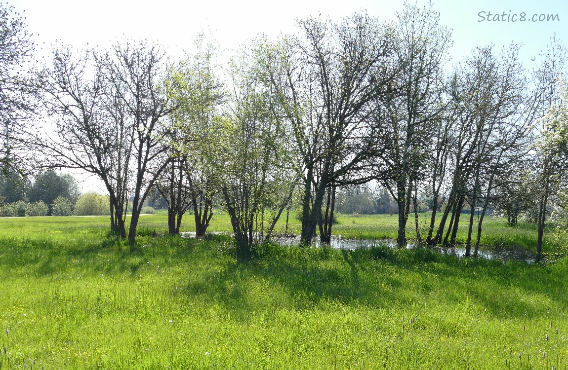 Wet Prairie Pond with trees and grass