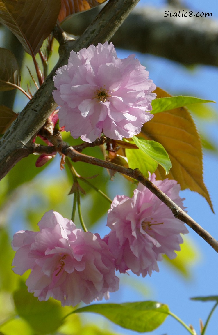 pink ornamental Cherry blossoms