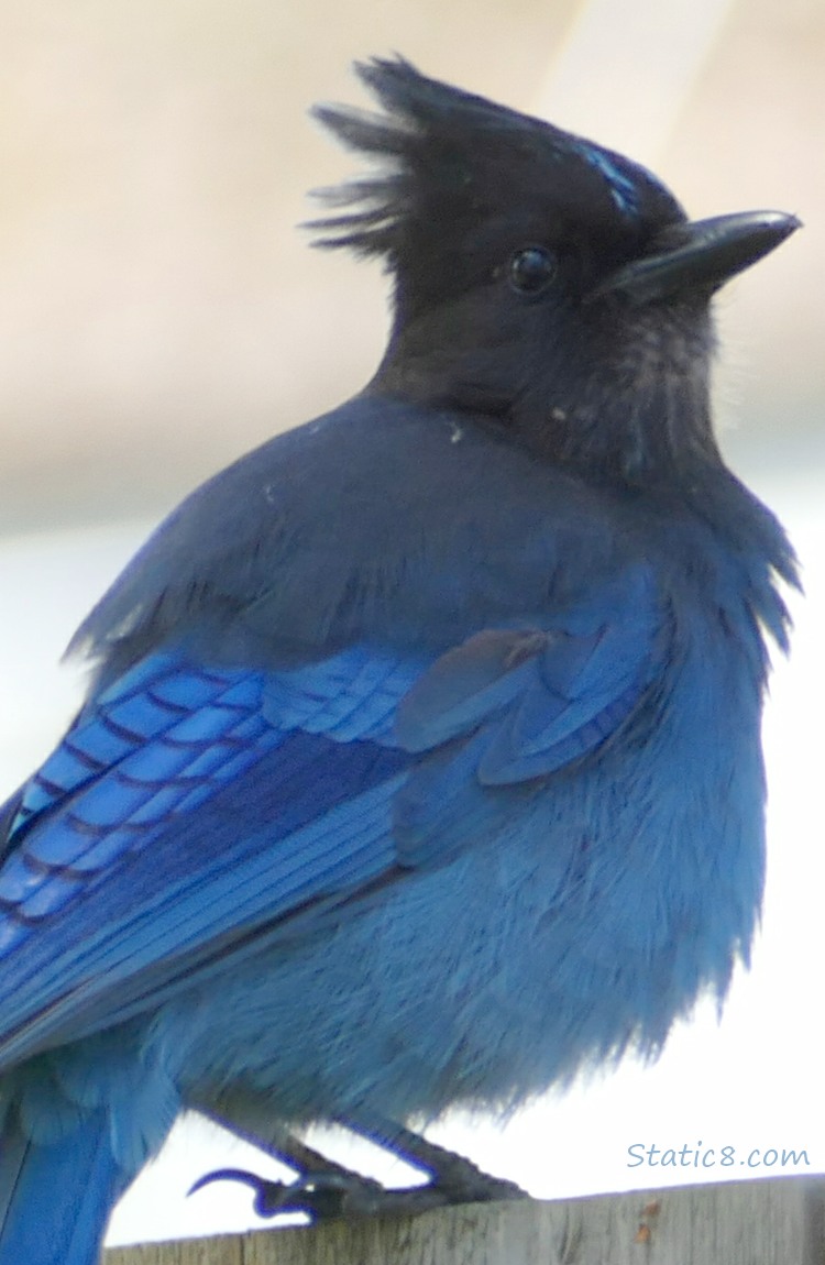 Steller Jay standing on a wood fence, looking back