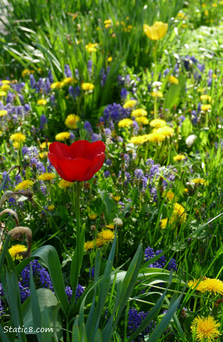 Red Tulip surrounded by Dandelions and Grape Hyacinths